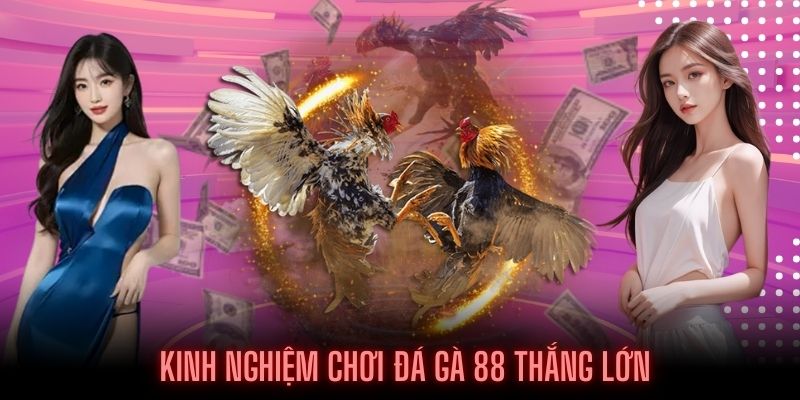 Bí kíp chơi Đá gà 88 bách thắng